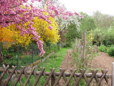 Le jardin du voisin et les 3 couleurs du printemps au "Gîte en Alsace"
